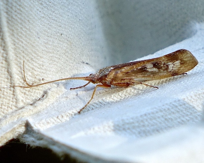 caddis fly